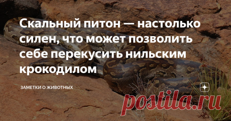 Скальный питон — настолько силен, что может позволить себе перекусить нильским крокодилом  Самой крупной неядовитой змеей на планете является анаконда, но обитает она в Южной Америке.  А вот в Африке крупнейшей змеей является скальный (иероглифовый) питон. Он же, кстати, претендует на второе место в номинации «самая тяжелая змея в мире». Максимальная длина взрослого питона может достигать 6 метров, а вес — около центнера. Но это настоящие гиганты, которые в дикой природе в...