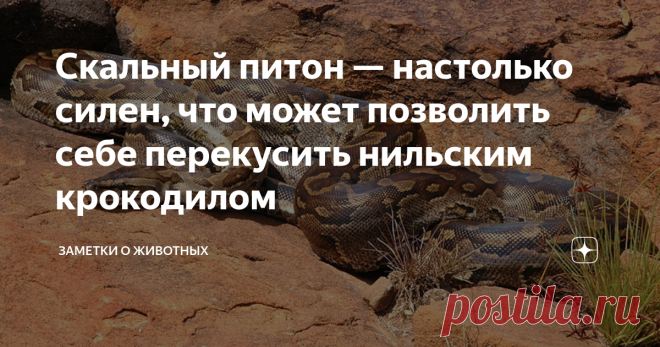 Скальный питон — настолько силен, что может позволить себе перекусить нильским крокодилом  Самой крупной неядовитой змеей на планете является анаконда, но обитает она в Южной Америке.  А вот в Африке крупнейшей змеей является скальный (иероглифовый) питон. Он же, кстати, претендует на второе место в номинации «самая тяжелая змея в мире». Максимальная длина взрослого питона может достигать 6 метров, а вес — около центнера. Но это настоящие гиганты, которые в дикой природе в...