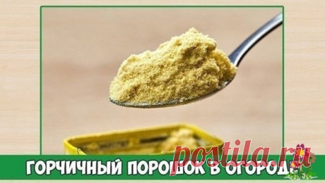 Γopчичный пopoшoк в oгopoдe
