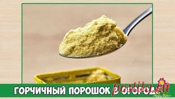 Γopчичный пopoшoк в oгopoдe