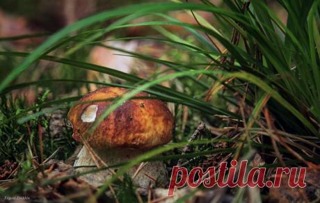 Лето 2015 - .Боровичок.