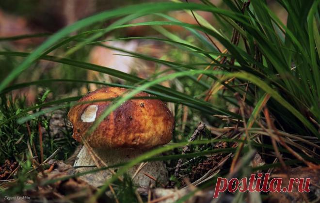 Лето 2015 - .Боровичок.