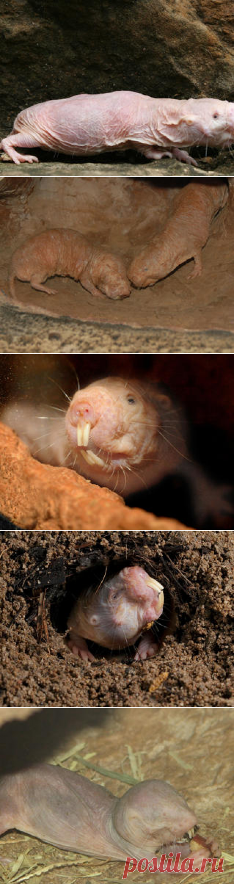 Смотреть изображения голых землекопов | Зооляндия