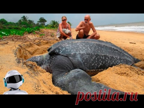 10 АНОМАЛЬНО БОЛЬШИХ ЖИВОТНЫХ