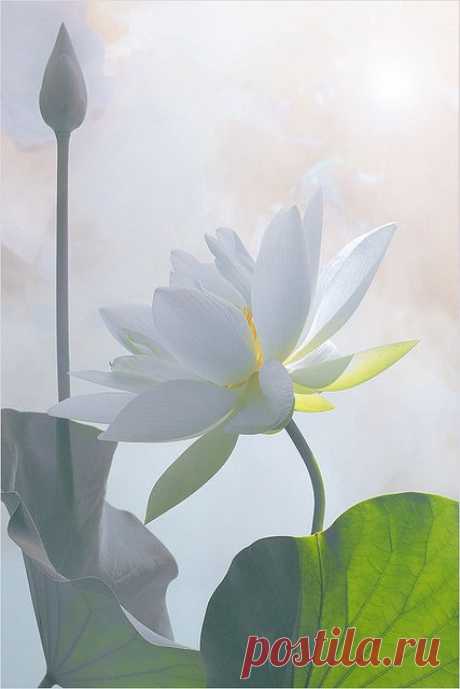 ✯ Lotus Flower Surreal Series .. by Bahman Farzad✯
flickr от Bahman Farzad  |   Pinterest • Всемирный каталог идей
