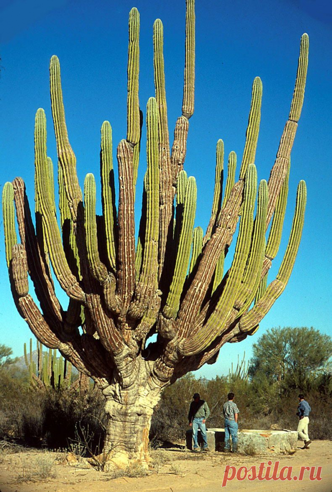 кактусы соноры: 2 тыс изображений найдено в Яндекс.Картинках