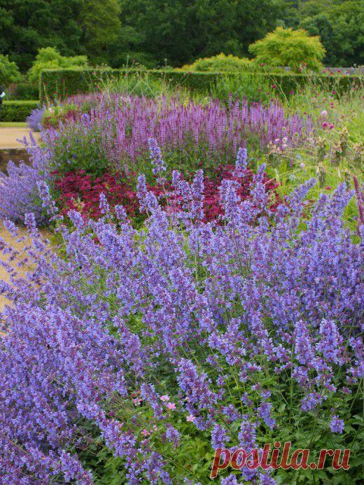 (+1) тема - Забытые звезды. Дубравник гирканский | 6 соток