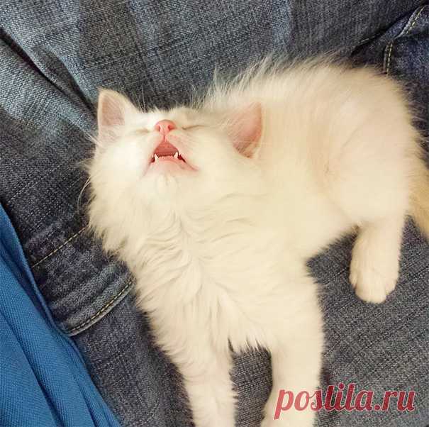 22 уютно спящих котенка