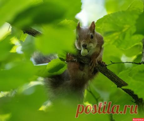 Фото: Не отдам ). Фотолюбитель Сергей Кубрак. Фото животных. Фотосайт Расфокус.ру