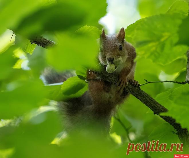 Фото: Не отдам ). Фотолюбитель Сергей Кубрак. Фото животных. Фотосайт Расфокус.ру