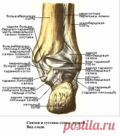 Связочный аппарат стопы