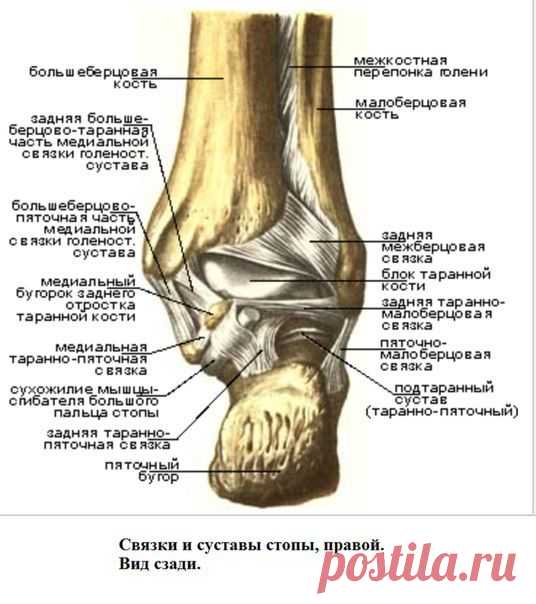 Связочный аппарат стопы
