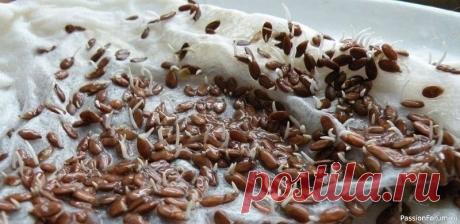 Полезные проростки льна Семена льна - источник масла, по своему целебному действию, не имеющего аналогов в своем роде. Кроме того, они содержат слизистые вещества. Эти факторы и определяют основное свойство проростков льна, как природный профилактический и лечебный препарат при заболеваниях желудочно-кишечного...