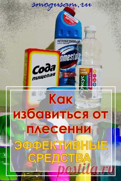 Как избавиться от плесени навсегда