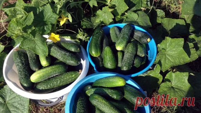 Необычный способ посадки огурцов для обильного и раннего урожая | Огородник.ru | Яндекс Дзен