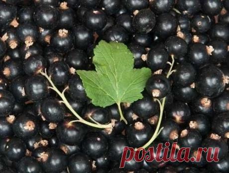 11 лечебных свойств черной смородины.