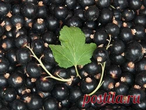 11 лечебных свойств черной смородины.