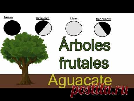 Fases de la luna en la agricultura// Frutales
