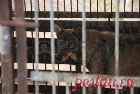Steepe Wolf Stock Photo, Picture And Royalty Free Image. Pic 31479272.