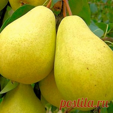 Груша Медовая - саженцы, семена. Груша Медовая (Medovaya) - посадка, выращивание и уход