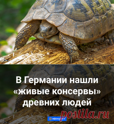 5-5-24--В Германии нашли «живые консервы» древних людей - ВФокусе Mail.ru