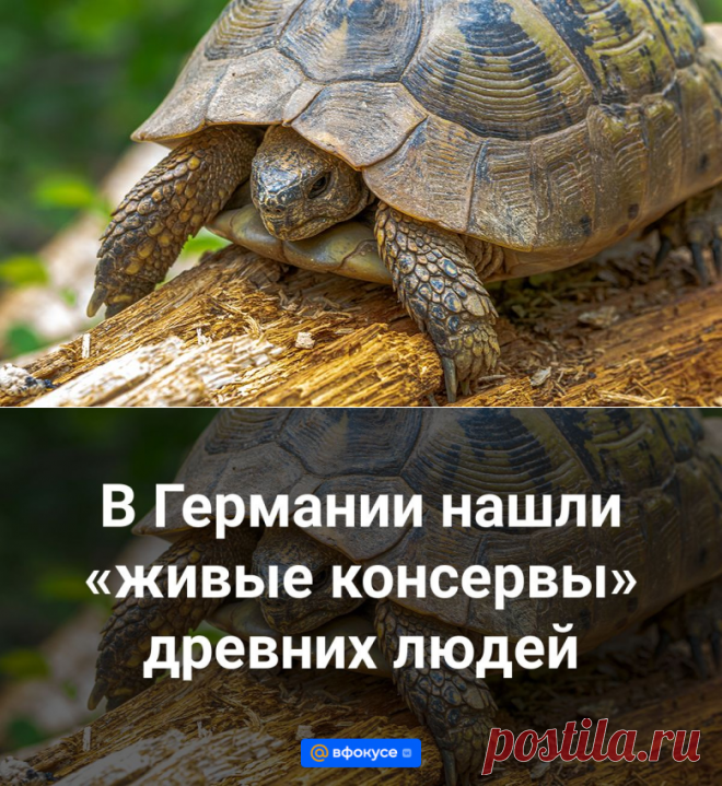 5-5-24--В Германии нашли «живые консервы» древних людей - ВФокусе Mail.ru