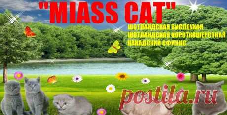 ПИТАНИЕ КОТЕНКА ОТ РОЖДЕНИЯ ДО ГОДА - Питомник кошек "MIASS CAT"