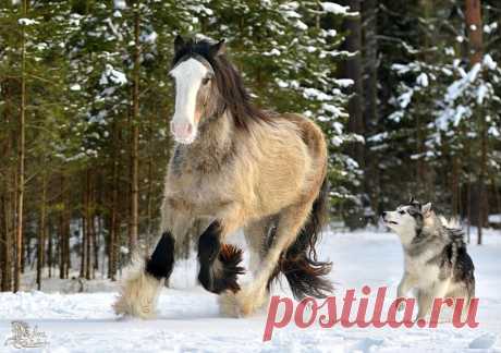 Дани Бой - 
Избранные фотографии - 
фотографии и маламут Лапландия
Автор: Lumy