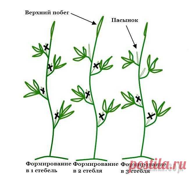 Как правильно пасынковать помидоры и нужно ли вообще это делать