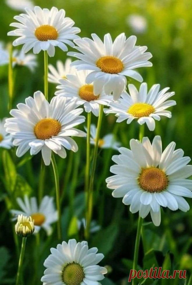 Пин на доске яРОМАШЕЧКИ