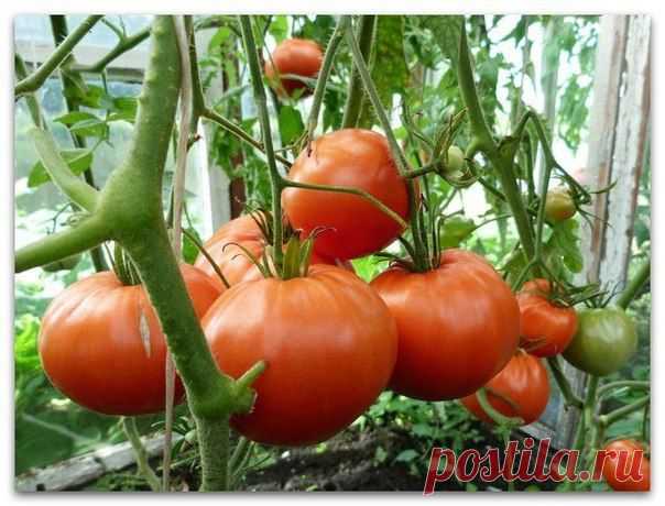 10 ошибок при выращивании томатов