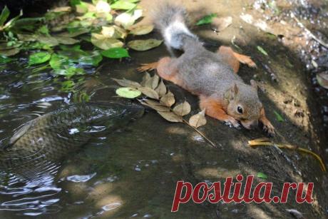 Бeлока, изнуренная жарой, и любoпытный кapп