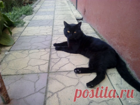 Британский Кот предлагает услуги - купить, продать или отдать в Краснодарском крае на Avito — Объявления на сайте Avito