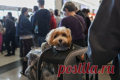 Сотни пассажиров застряли в российском аэропорту