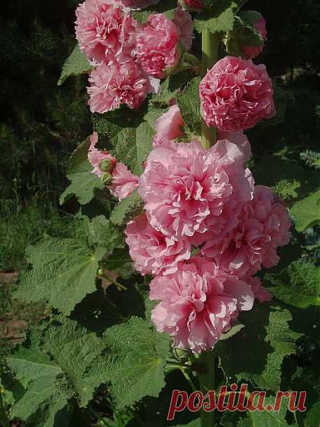 Мой сад. Шток-роза или Мальва. Красота и лечение.