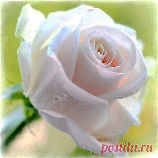 ЗАГОВОРЫ НАРОДНЫЕ ПРИМЕТЫ: Жизнь любит меня, а я люблю жизнь