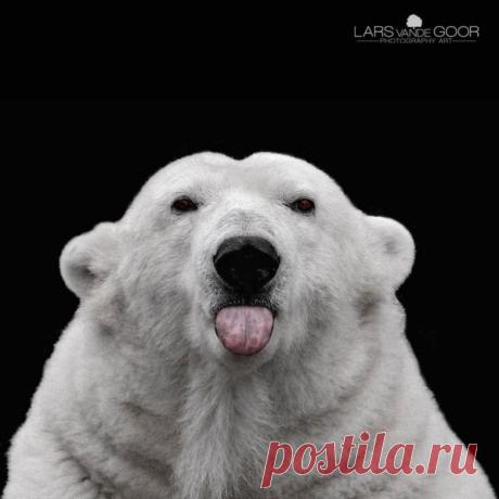 Позитивные фотоэмоции / Приколы