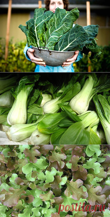 Самые полезные зеленые салаты.