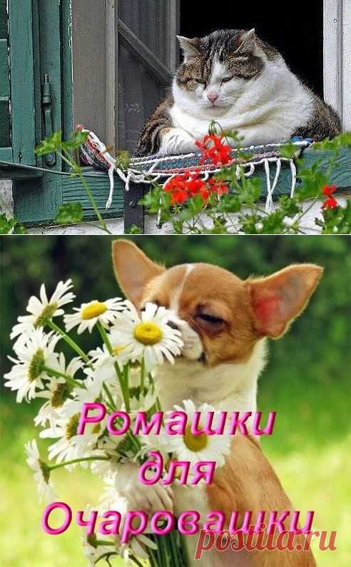 (3) Одноклассники