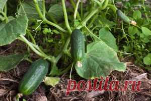 Небольшие огуречные хитрости