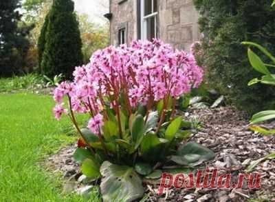 ЧЕМ ПОЛЕЗЕН ЧАЙ ИЗ БАДАНА | Народная медицина