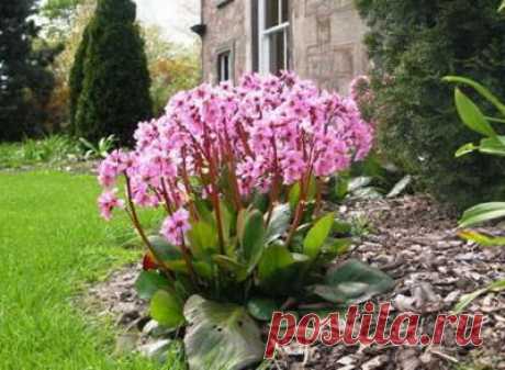 ЧЕМ ПОЛЕЗЕН ЧАЙ ИЗ БАДАНА | Народная медицина