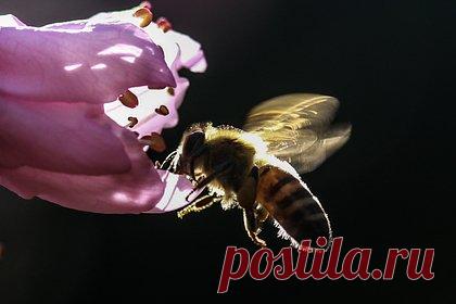 Депутаты решили бороться с фальсификацией меда. В Госдуму РФ внесли проект о законодательном закреплении понятия «мед» для борьбы с фальсификацией. С такой инициативой выступили сенаторы Александр Двойных, Сергей Митин и депутат Владимир Кашин. По их мнению, внесение изменений в закон «О пчеловодстве РФ» поможет уменьшить количество фальсифицированной продукции.