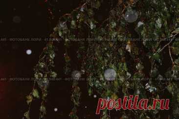 Close-up of frozen leaves in dark snowy winter evening flash light Стоковое фото, фотограф Ilaronsia / Фотобанк Лори