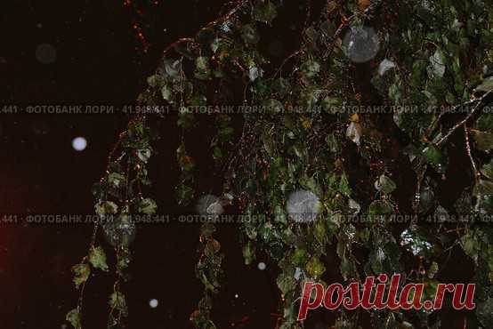 Close-up of frozen leaves in dark snowy winter evening flash light Стоковое фото, фотограф Ilaronsia / Фотобанк Лори