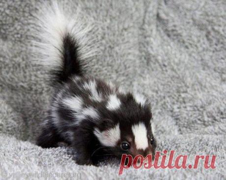 Малыш скунса