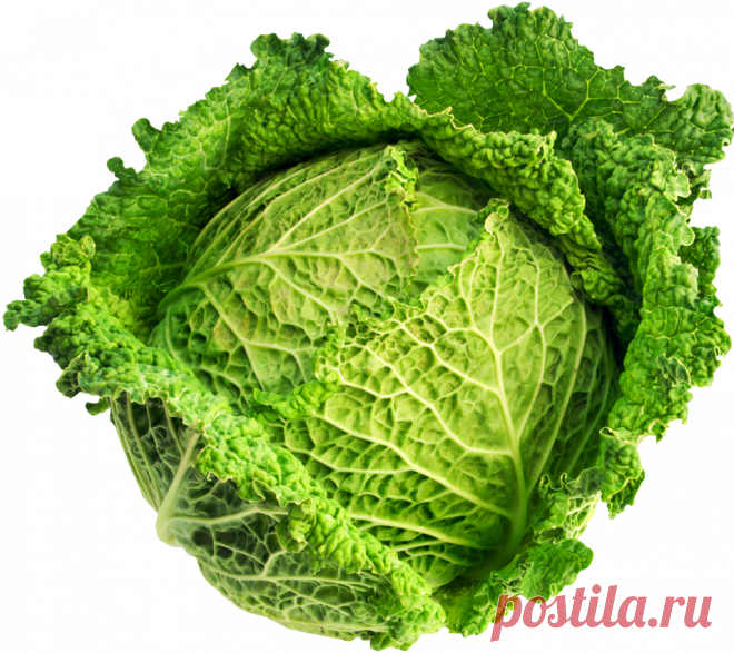 zel_08_kapusta.png