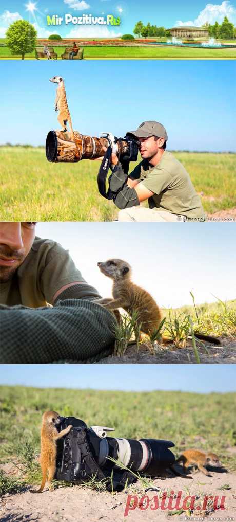 Необычная дружба сурикатов с фотографом (21 фото)