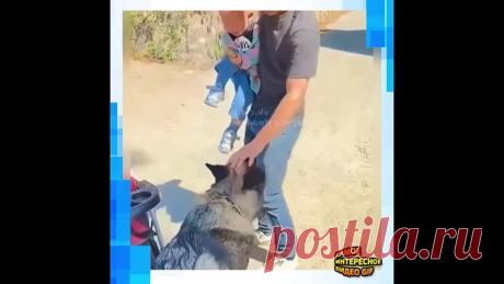 И как вообще после этого можно обижать собак и кошек???