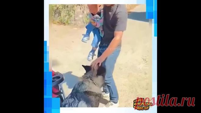 И как вообще после этого можно обижать собак и кошек???